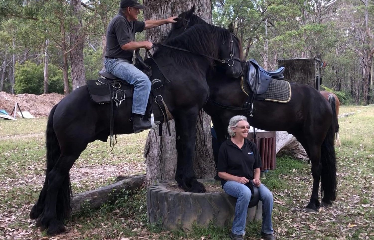 Friesian and Warlander Horses