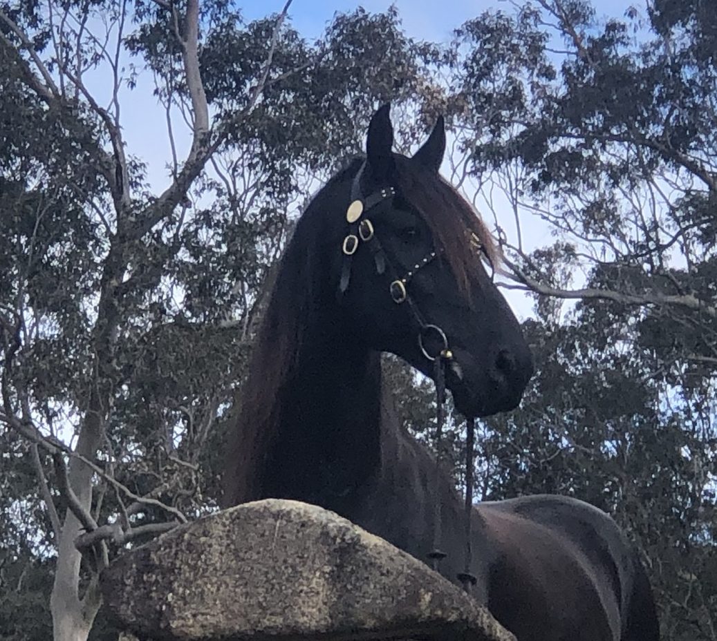 Friesian and Warlander Horses