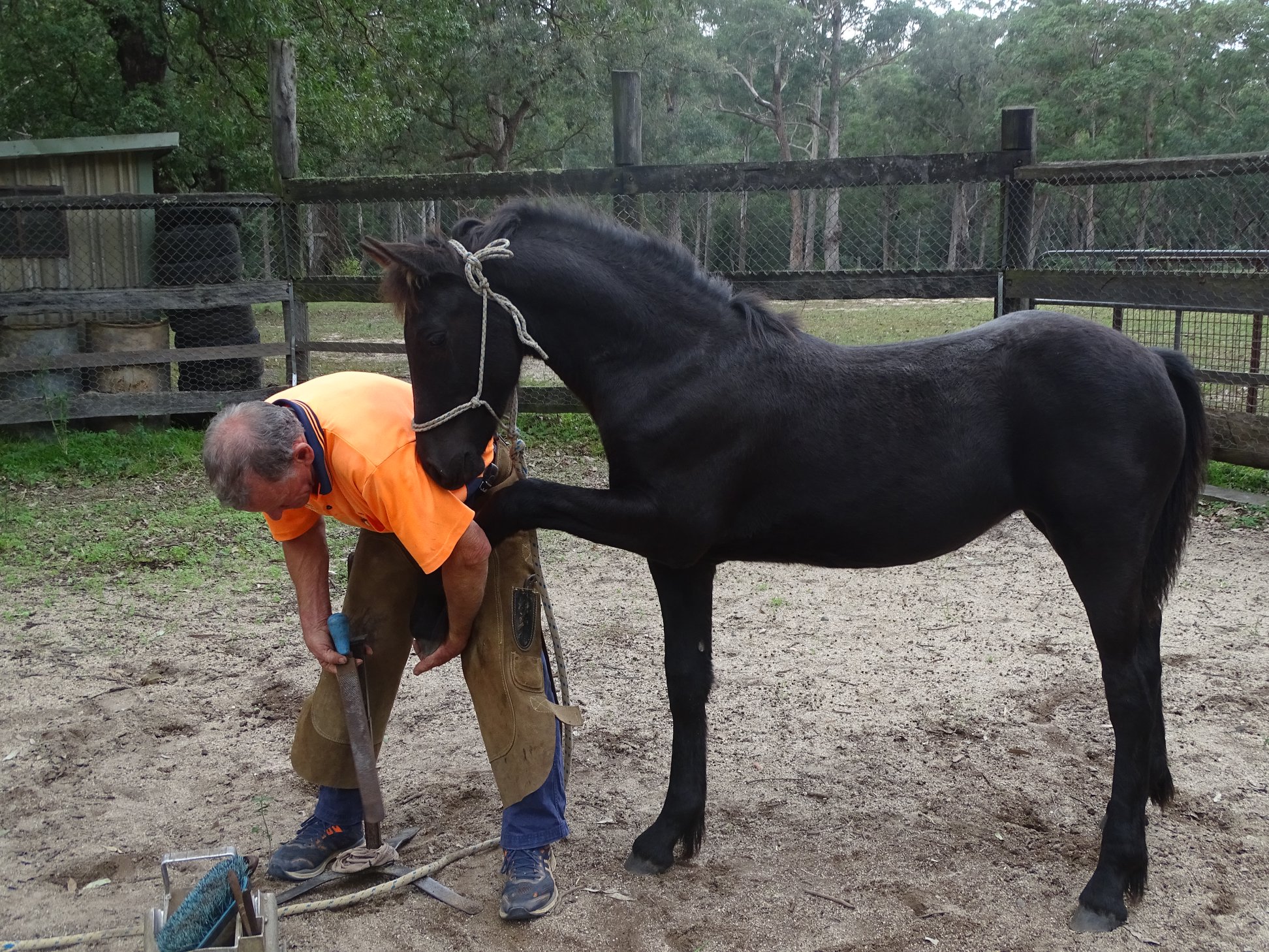 Lower Limb Conformation and Hoof Trimming